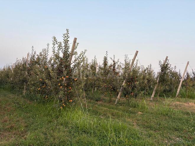 Satılır  torpaq 1 100 sot, Xaçmaz r., photo 18 from 24