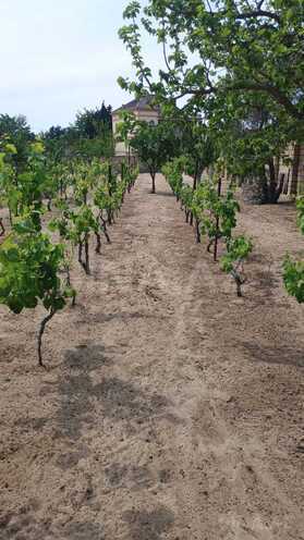 Satılır  torpaq 23 sot, Novxanı q., photo 9 from 21