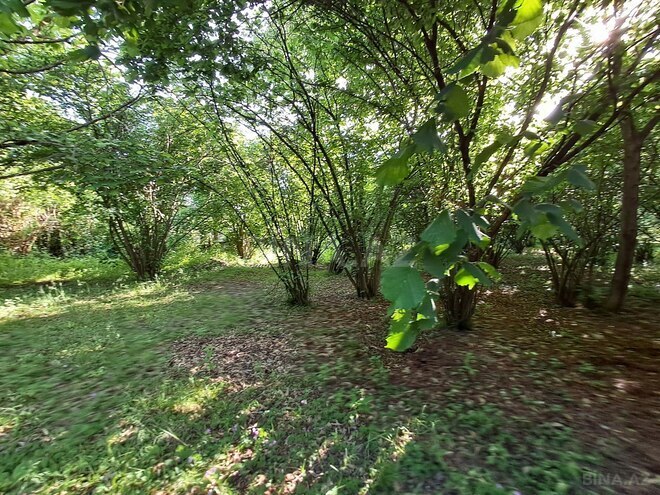 Satılır  torpaq 11 sot, photo 10 from 16
