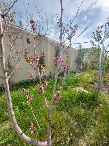 İcarəyə verilir 6 otaqlı həyət evi/bağ evi 250 m², Nardaran q., photo 8 from 29