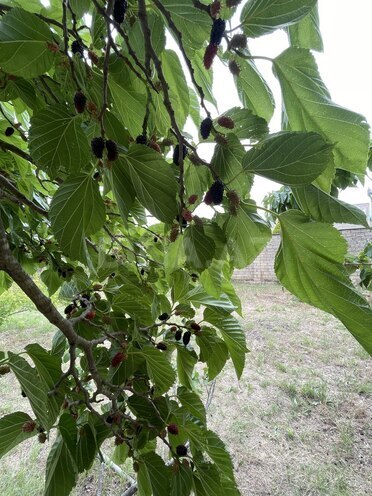 Продаётся 3-комн. дом/дача 75 м², пос. Новханы, photo 6 from 21