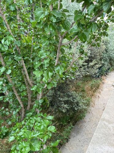 İcarəyə verilir 3 otaqlı həyət evi/bağ evi 100 m², Hövsan q., photo 17 from 26