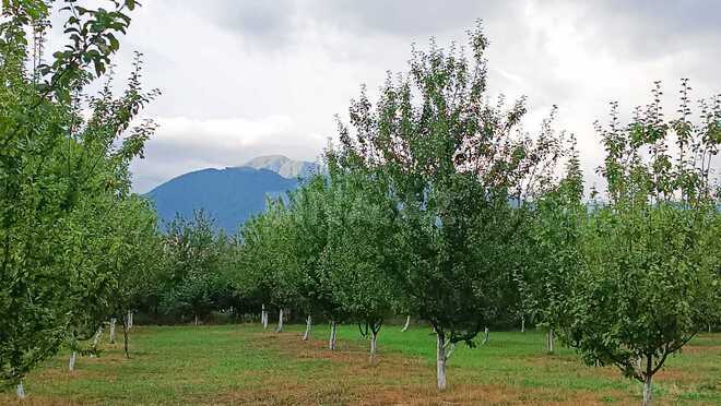 Satılır  torpaq 30 sot, photo 6 from 12