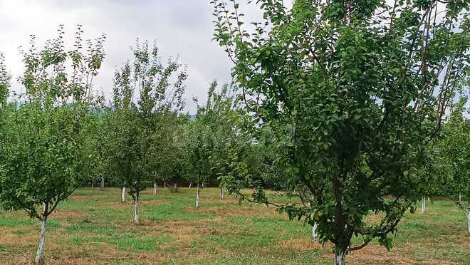 Satılır  torpaq 30 sot, photo 8 from 12