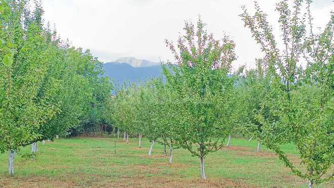 Satılır  torpaq 30 sot, photo 7 from 12