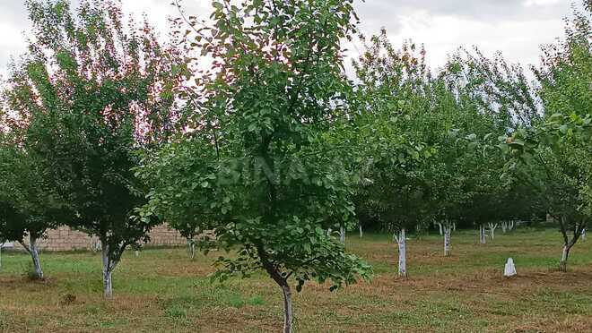 Satılır  torpaq 30 sot, photo 1 from 12
