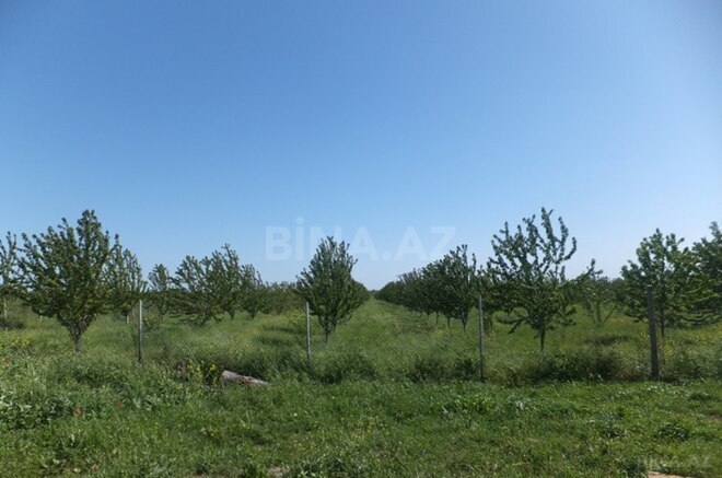 Продаётся  участок 316 сот, photo 23 from 29
