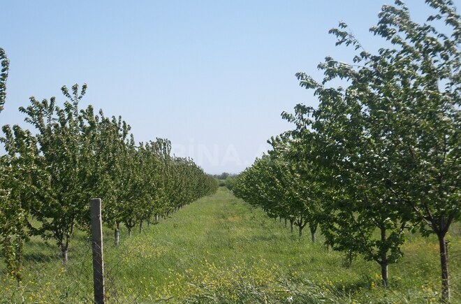 Продаётся  участок 316 сот, photo 22 from 29
