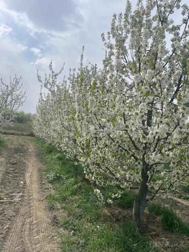 Satılır  torpaq 2 000 sot, photo 10 from 25