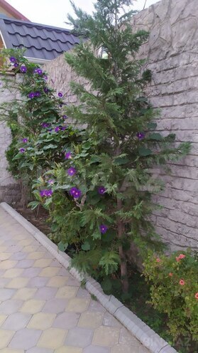 Satılır 6 otaqlı həyət evi/bağ evi 185 m², Novxanı q., photo 9 from 31