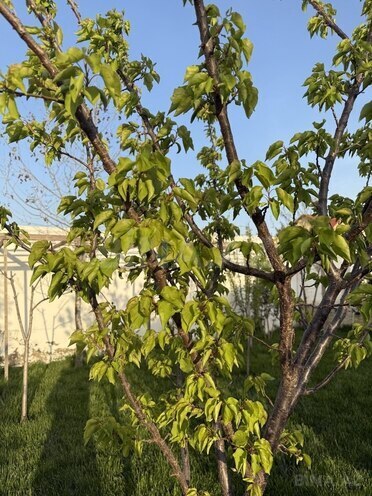 Satılır 4 otaqlı həyət evi/bağ evi 120 m², Novxanı q., photo 23 from 26
