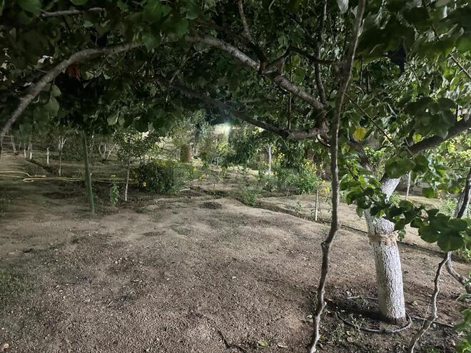 Satılır 5 otaqlı həyət evi/bağ evi 120 m², Binə q., photo 26 from 30