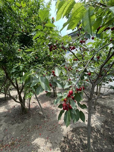 Satılır 6 otaqlı həyət evi/bağ evi 180 m², Novxanı q., photo 7 from 32