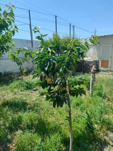 İcarəyə verilir 3 otaqlı həyət evi/bağ evi 110 m², Novxanı q., photo 13 from 31