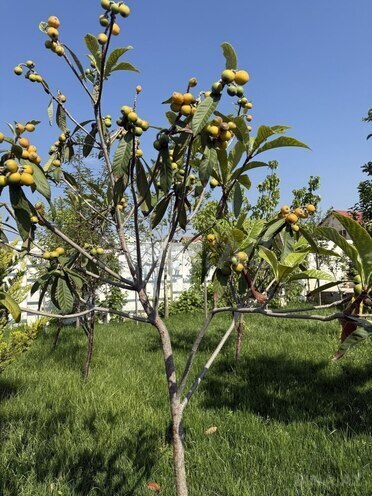 Satılır 4 otaqlı həyət evi/bağ evi 120 m², Novxanı q., photo 6 from 11