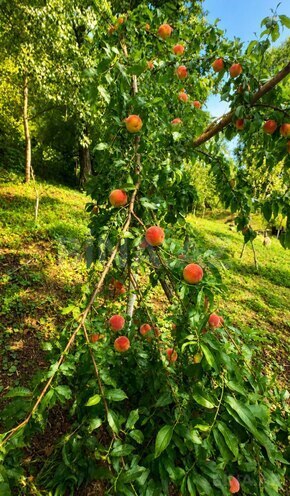 Продаётся  участок 14 сот, photo 5 from 13