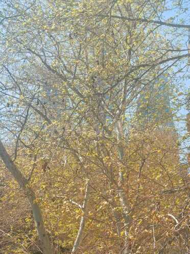 İcarəyə verilir 2 otaqlı köhnə tikili 80 m², İçəri Şəhər m., photo 14 from 27
