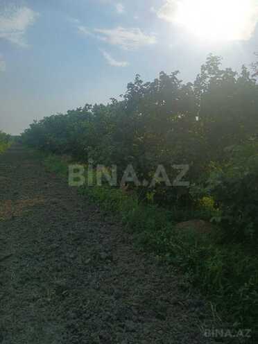 Satılır  torpaq 140 sot, Xaçmaz r., photo 9 from 15