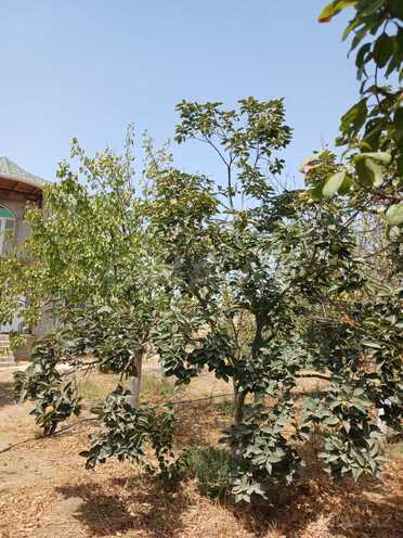 Satılır 6 otaqlı həyət evi/bağ evi 200 m², Savalan q., photo 27 from 30