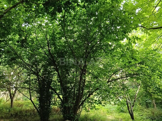 Продаётся  участок 8 сот, Набрань р., photo 7 from 12