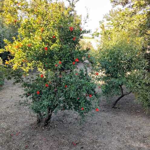 Продаётся 3-комн. дом/дача 67 м², пос. Новханы, photo 6 from 22