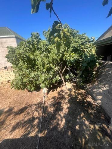 Satılır 4 otaqlı həyət evi/bağ evi 150 m², Binə q., photo 20 from 32