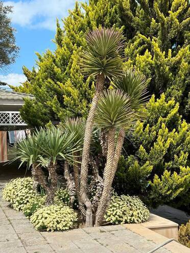 İcarəyə verilir 5 otaqlı həyət evi/bağ evi 200 m², Sea Breeze q., photo 6 from 16