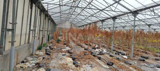 Продаётся  объект 1 000 м², пос. Говсан, photo 6 from 13