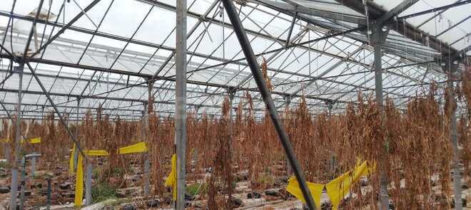 Продаётся  объект 1 000 м², пос. Говсан, photo 8 from 13