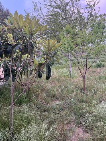 Satılır 6 otaqlı həyət evi/bağ evi 240 m², Pirşağı q., photo 8 from 17