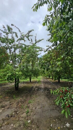 Продаётся  участок 200 сот, photo 5 from 9