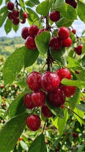 Продаётся  участок 200 сот, photo 6 from 9