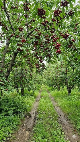 Продаётся  участок 200 сот, photo 8 from 9