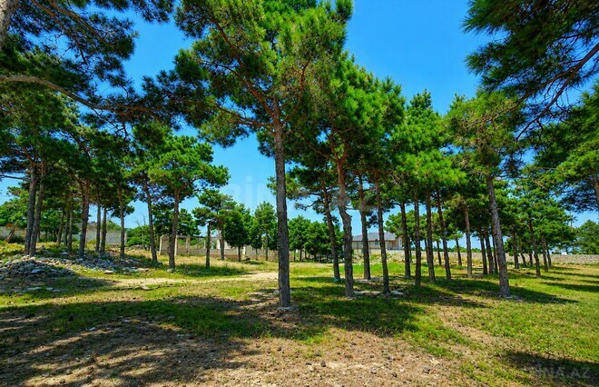 Продаётся  участок 126 сот, пос. Мардакан, photo 5 from 21