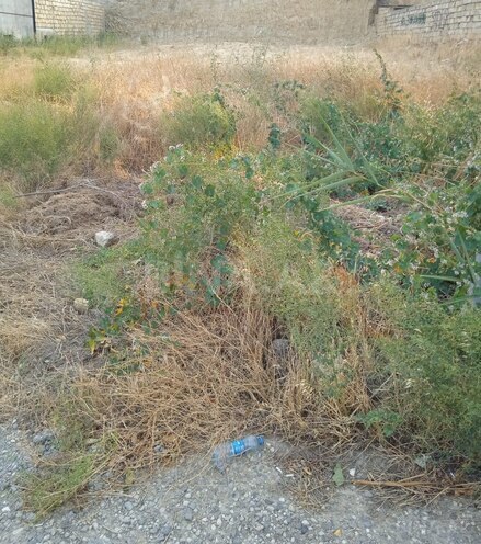 Satılır  torpaq 6 sot, Badamdar q., photo 3 from 5