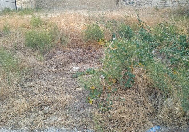 Satılır  torpaq 6 sot, Badamdar q., photo 1 from 5
