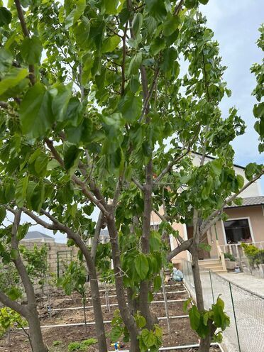 Satılır 4 otaqlı həyət evi/bağ evi 200 m², Nardaran q., photo 8 from 31