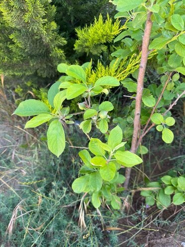 Продаётся  участок 12 сот, пос. Нардаран, photo 9 from 12