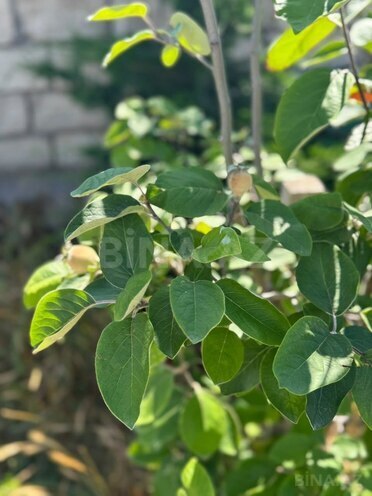 Продаётся  участок 12 сот, пос. Нардаран, photo 10 from 12