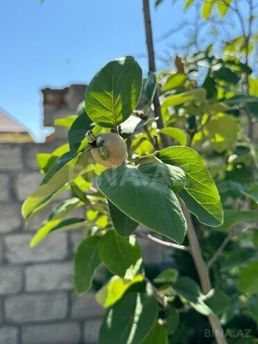 Продаётся  участок 12 сот, пос. Нардаран, photo 8 from 12