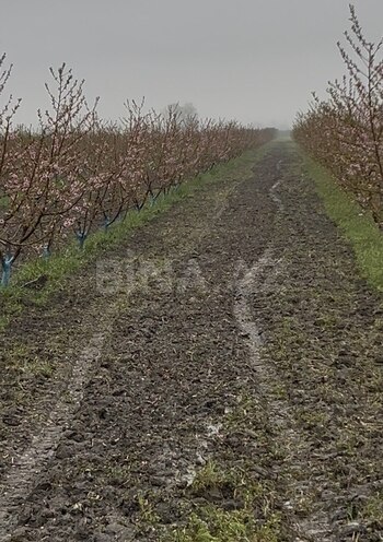 Satılır  torpaq 105 sot, photo 15 from 19