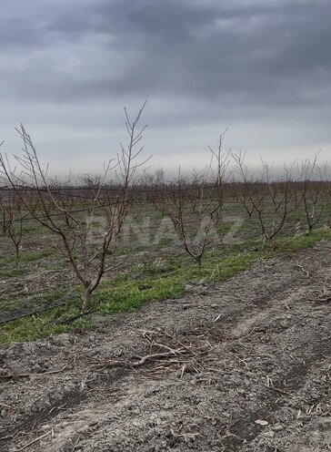 Satılır  torpaq 105 sot, photo 14 from 19