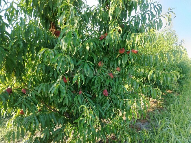 Satılır  torpaq 105 sot, photo 8 from 19