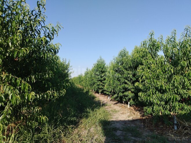 Satılır  torpaq 105 sot, photo 1 from 19