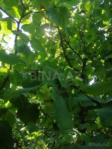Satılır  torpaq 12 sot, Nabran r., photo 9 from 11
