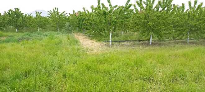 Продаётся  участок 80 сот, photo 12 from 25
