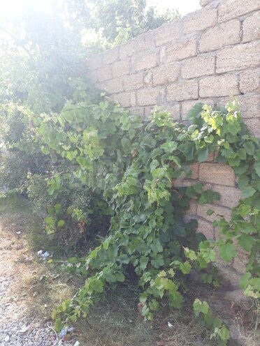 Satılır  torpaq 4.2 sot, Maştağa q., photo 5 from 6