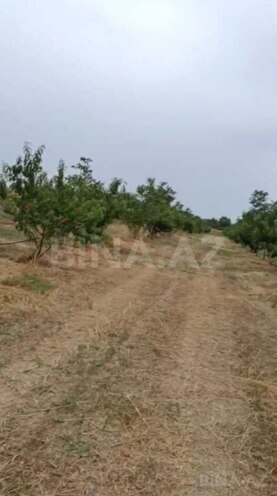 Satılır  torpaq 127 sot, Xaçmaz r., photo 6 from 9