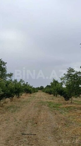 Satılır  torpaq 127 sot, Xaçmaz r., photo 4 from 9