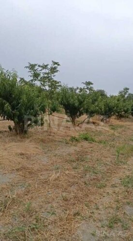 Satılır  torpaq 127 sot, Xaçmaz r., photo 7 from 9